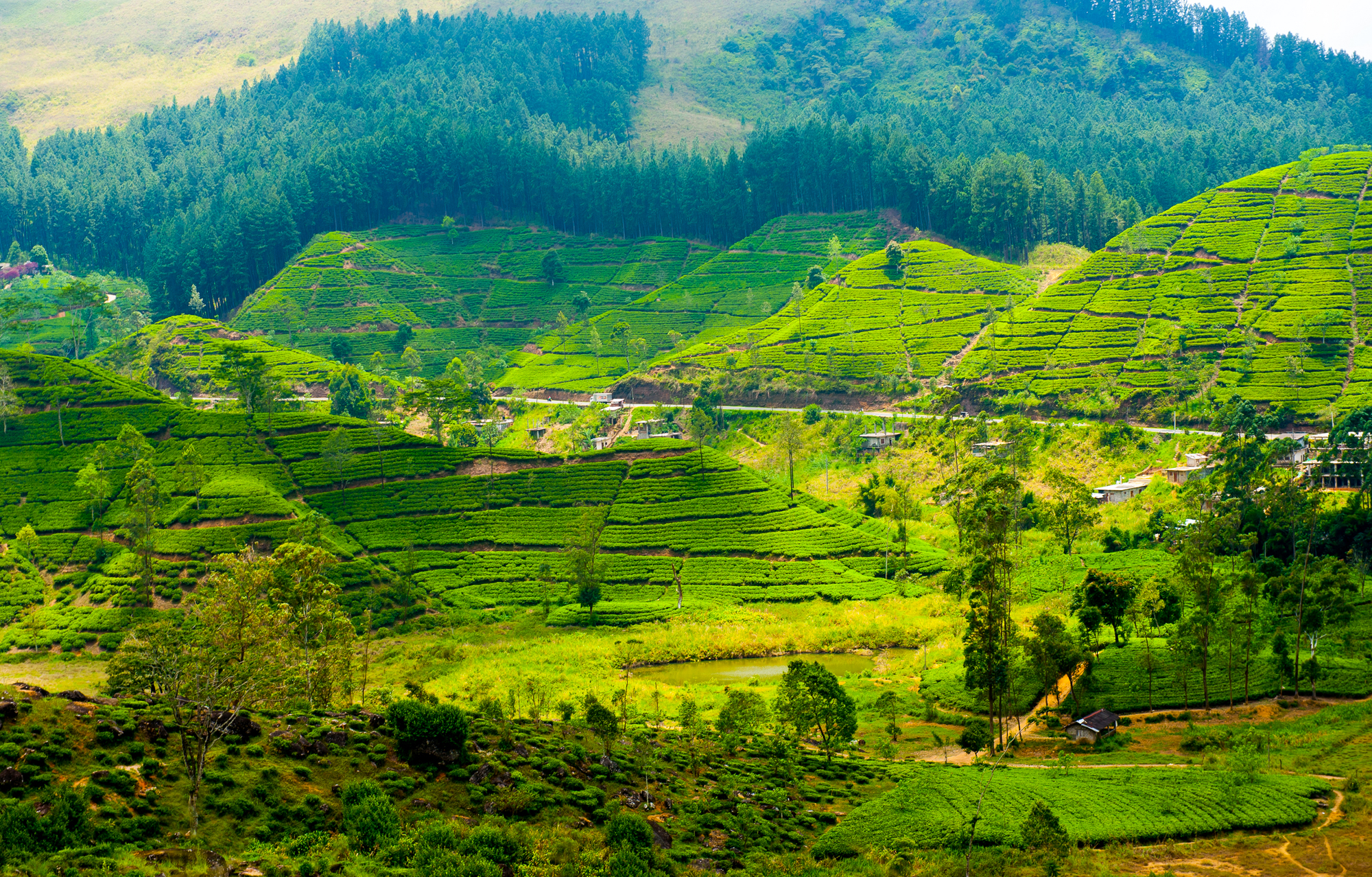 Tea Estates in Sri Lanka